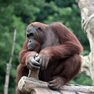 Male Borneo Orangutan.