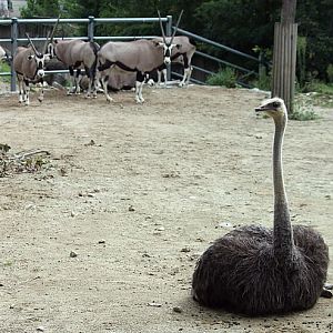 Ostrich, Gemsbok