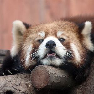 Red Panda