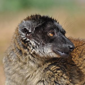 Common Brown Lemur