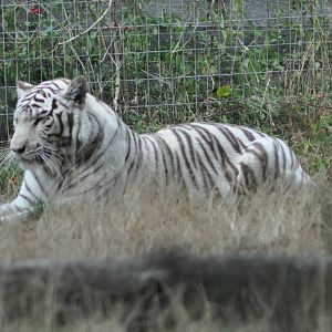 White Tiger