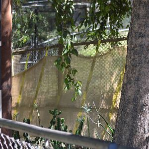 Lesser Kudu/Steenbok Yard Screened Off