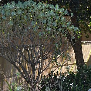 Lesser Kudu/Steenbok Yard Screen Off