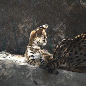 Newborn Serval Kitten With Her Mom