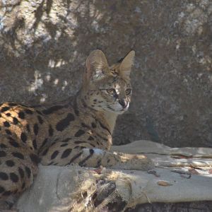 Female Serval