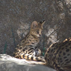 Serval Kitten With Mom