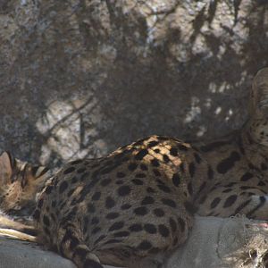 Female Serval and Kitten