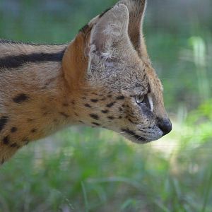 Male Serval On The Move