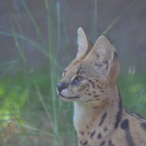 Male Serval
