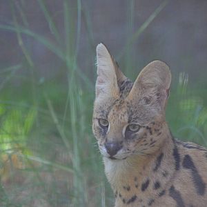 Male Serval