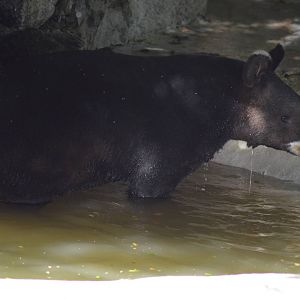 Mountain Tapir