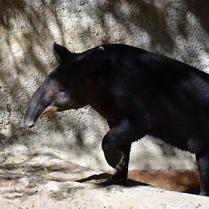 Mountain Tapir