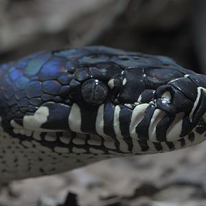 Boelens python
