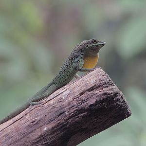 Martinique spotted anole