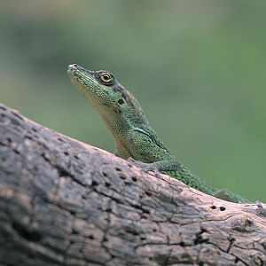 Martinique spotted anole