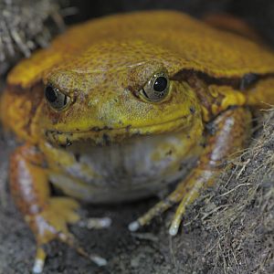 Sambava tomato frog