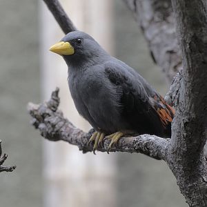 Scissor-billed starling