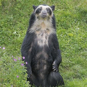 Spectacled bear 'Franka'