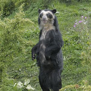 Spectacled bear 'Franka'