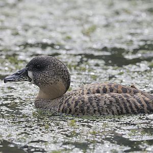 African white-backed duck