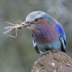 Lilac bellied roller + afternoon tea