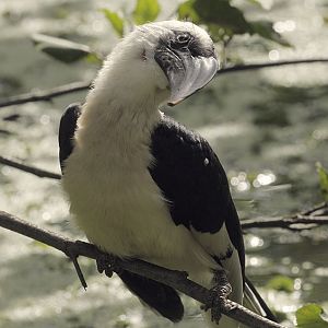 von der Deckens hornill