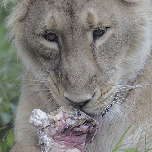 Asian lioness 'Kiburi'