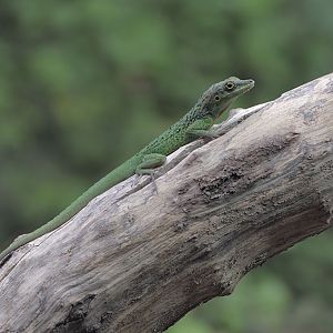 Martinique spotted anole