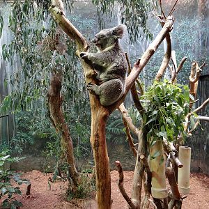 Inside of Gumleaf Hideout