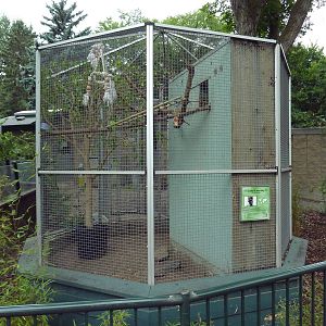 Goeldi's Monkey Exhibit