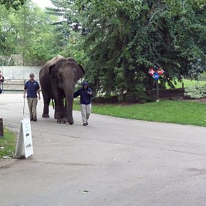 Lucy the Asian elephant on her daily stroll (Incredible to see in the moder