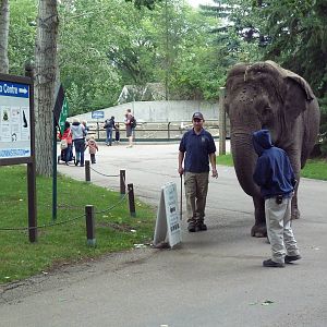 Lucy the Asian elephant on her daily stroll (Incredible to see in the moder