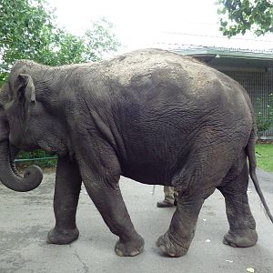 Lucy the Asian elephant on her daily stroll (Incredible to see in the moder