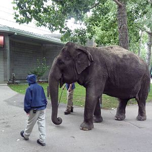 Lucy the Asian elephant on her daily stroll (Incredible to see in the moder