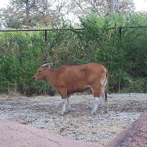 Female Banteng
