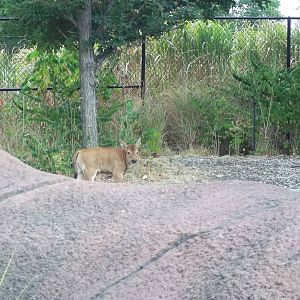 Baby Banteng (August 2012)