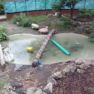 River Otter Exhibit