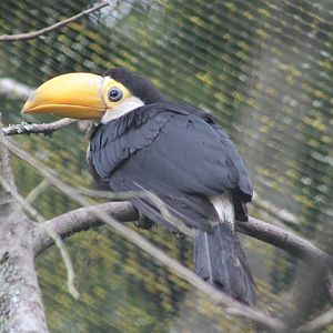 Toco toucan fledgling