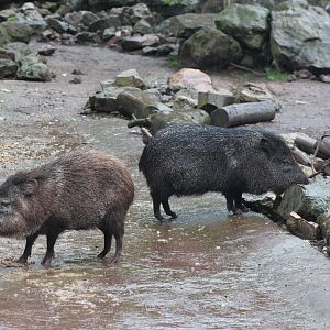 Collared peccaries