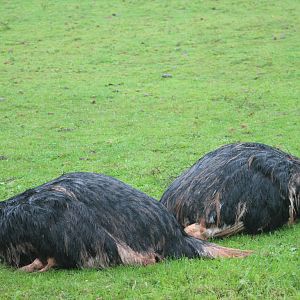 North African ostrich