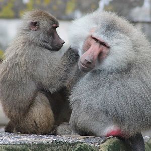 Hamadryas baboons