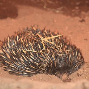 Short-beaked echidna