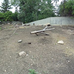 Black-Tailed Prairie Dog Exhibit