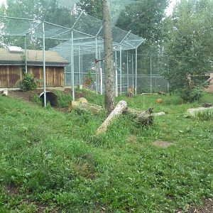 Amur Tiger Exhibit
