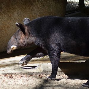 Mountain Tapir