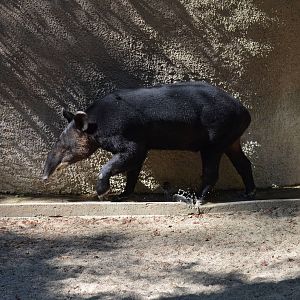 Mountain Tapir