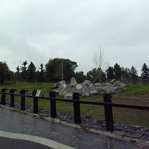 Bighorn Sheep Exhibit