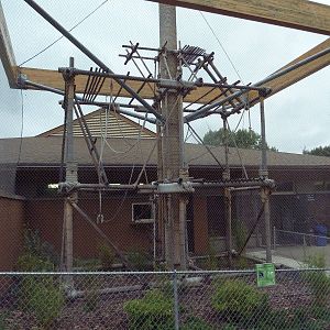 White-Handed Gibbon Exhibit