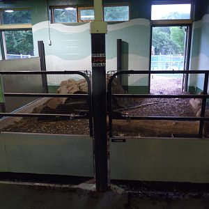 African Crested Porcupine Indoor Exhibit