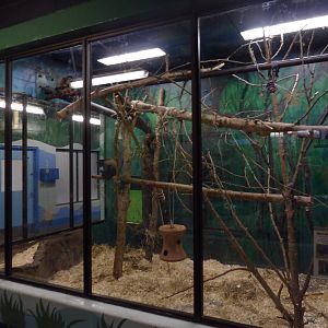 Black-Handed Spider Monkey Exhibit